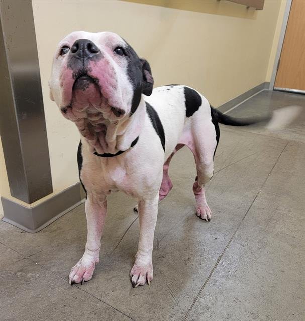 FLOWER - Pit Bull Terrier available for adoption