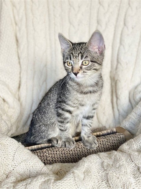 MILA - Domestic Short Hair available for adoption