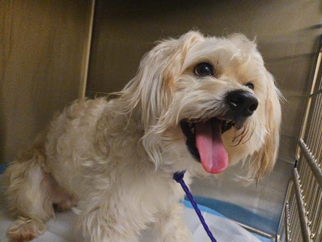 HARLEY - Lhasa Apso / Poodle (Miniature) available for adoption