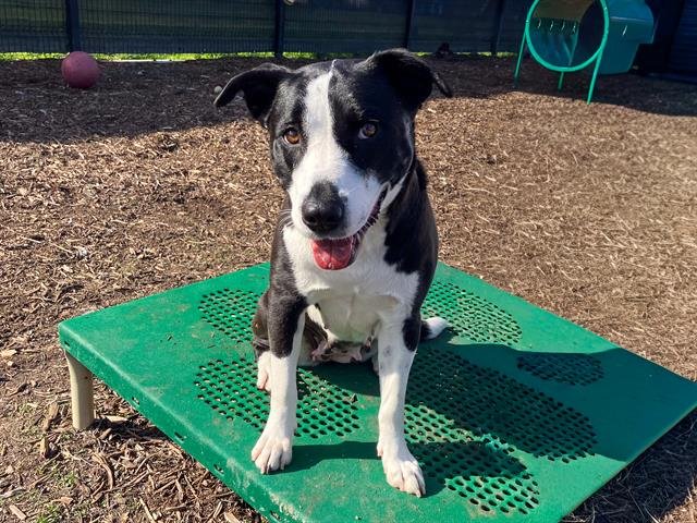 AGNES - Border Collie available for adoption