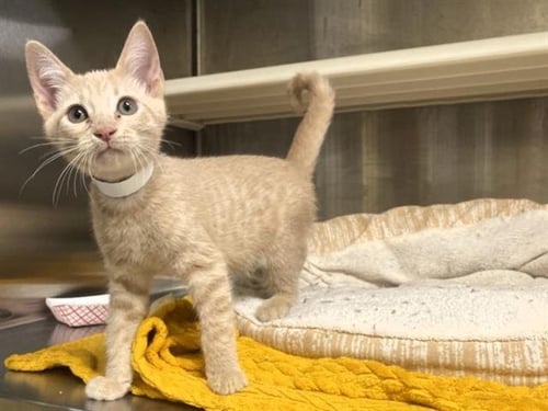 WADE - Domestic Short Hair available for adoption