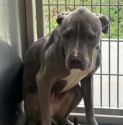 LOVE BUG - Pit Bull Terrier available for adoption