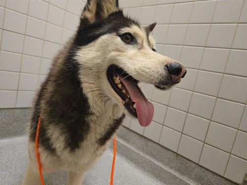 ARTICUNO - Siberian Husky available for adoption