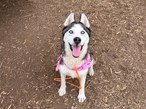 ARTICUNO - Siberian Husky available for adoption