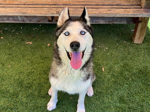 ARTICUNO - Siberian Husky available for adoption