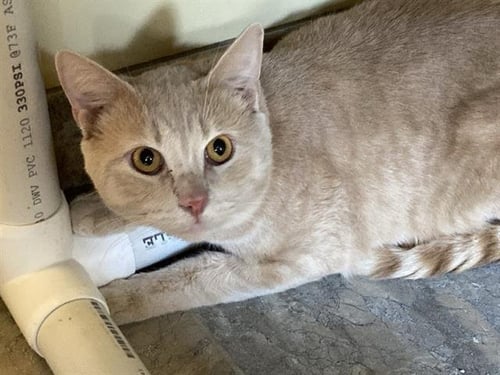 PHINEAS - Domestic Short Hair available for adoption