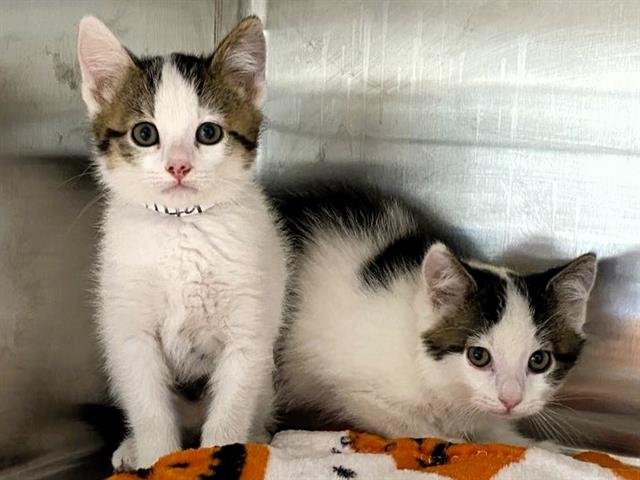 PUMPKIN - Domestic Long Hair available for adoption