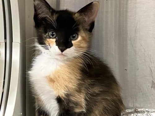 ELEKTRA - Domestic Short Hair available for adoption