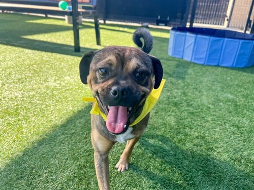 TONY - Pug / Beagle available for adoption