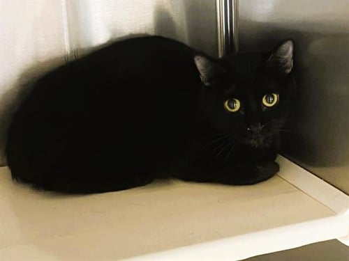 VIRGINIA - Domestic Short Hair available for adoption