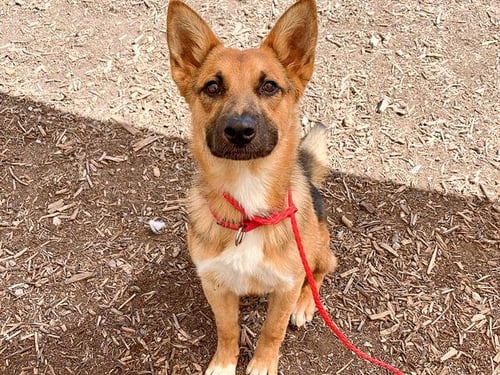 PEGASUS - German Shepherd Dog available for adoption