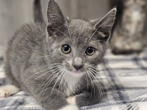 ANNIE - Domestic Short Hair available for adoption