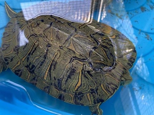 HEWEY - Turtle available for adoption