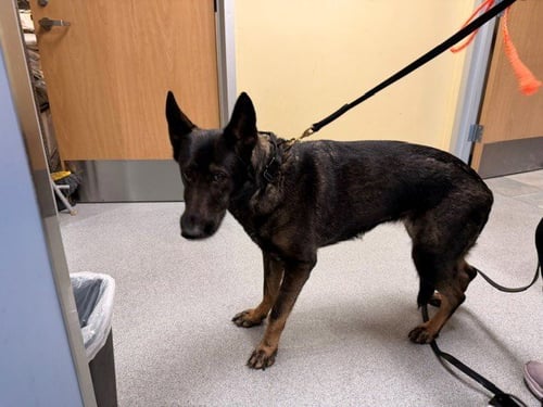 KATANA - Dutch Shepherd available for adoption