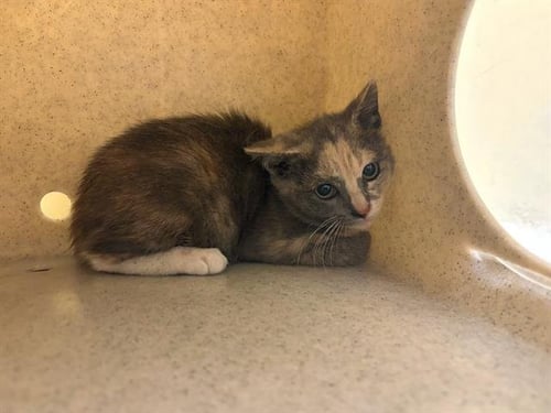 JEANNIE - Domestic Short Hair available for adoption