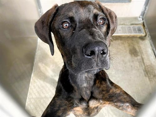 DRUID - Plott Hound available for adoption