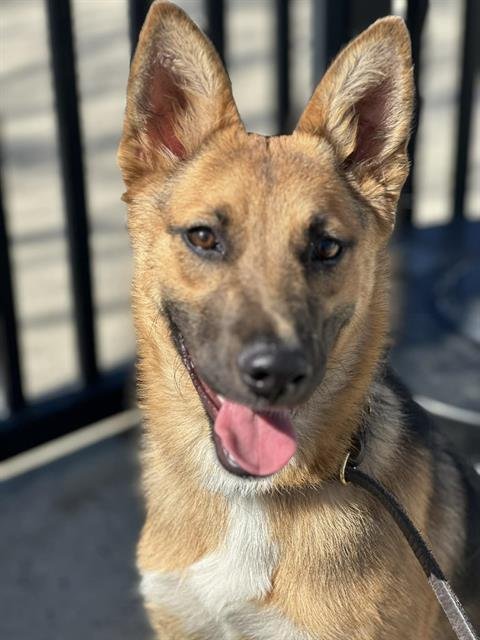 PEGASUS - German Shepherd Dog available for adoption