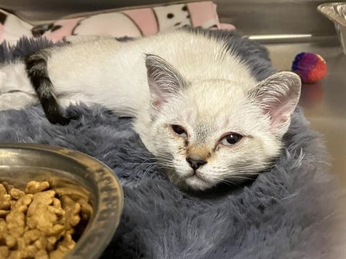 MS. TOE BEAN - Siamese available for adoption