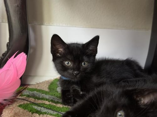 MINNIE - Domestic Short Hair available for adoption