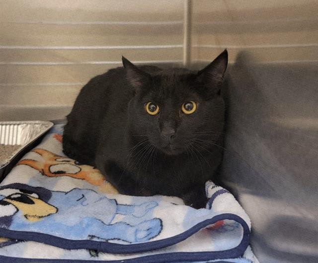 FIFA - Domestic Short Hair available for adoption