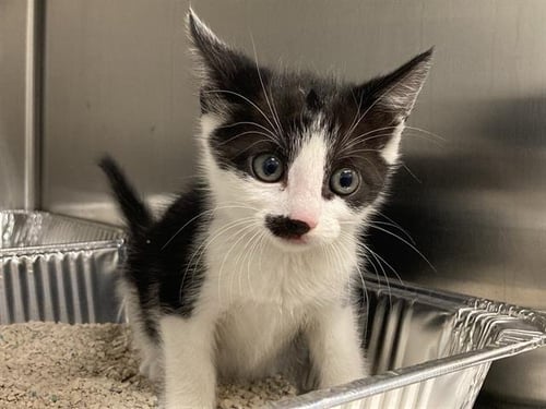 MONTY - Domestic Short Hair available for adoption