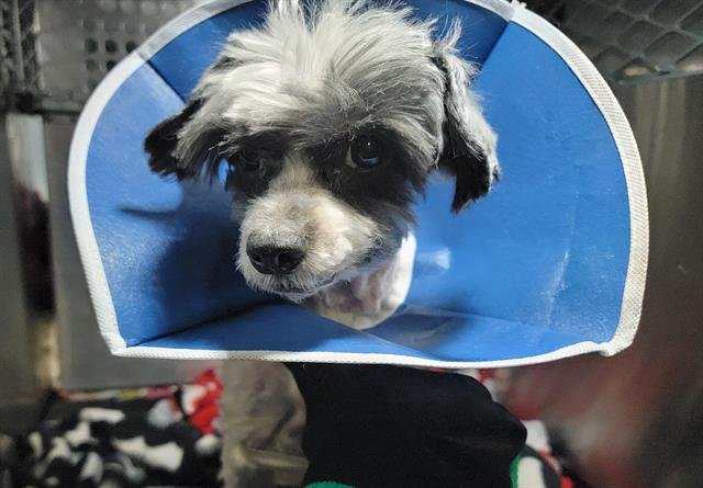 ROBERTA - Havanese available for adoption