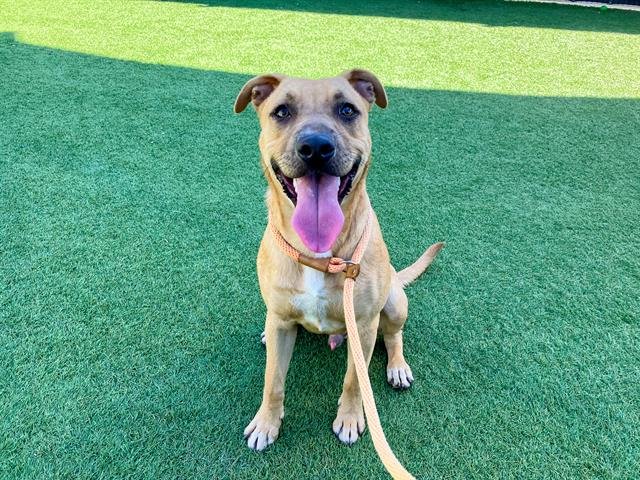 TEDDY - Pit Bull Terrier available for adoption