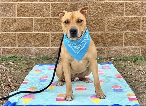 BASTION - Pit Bull Terrier available for adoption