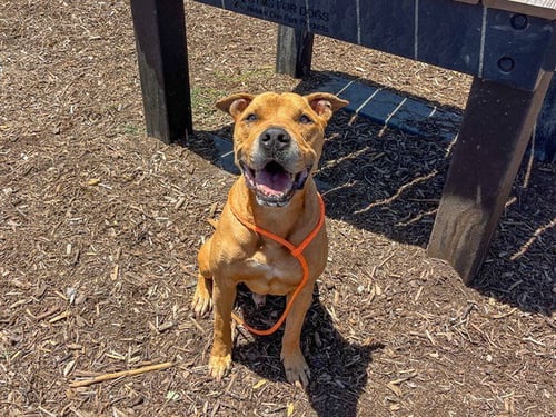 BASTION - Pit Bull Terrier available for adoption
