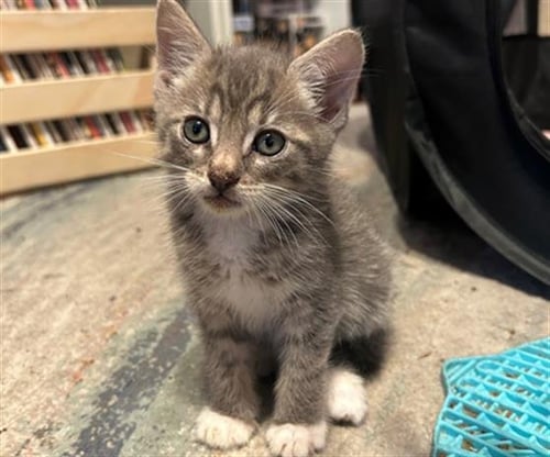 PORK - Domestic Short Hair available for adoption