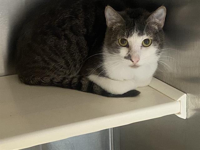 THOMAS - Domestic Short Hair available for adoption