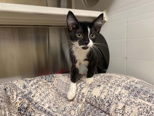 MARIO MARIO - Domestic Short Hair available for adoption