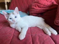 OLLIE - Photo 1