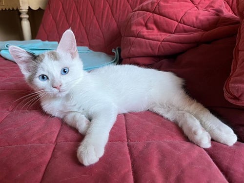 OLLIE - Snowshoe available for adoption
