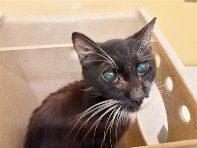 WALTER - Domestic Medium Hair available for adoption