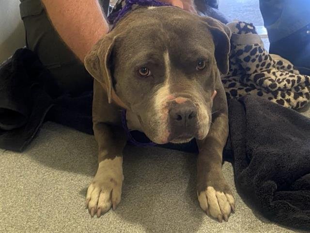 PRISCILLA - Pit Bull Terrier available for adoption