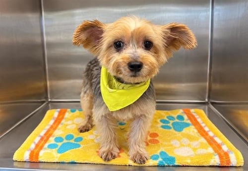 MAX - Yorkshire Terrier Yorkie available for adoption