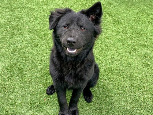 JANETTE - Labrador Retriever / Chow Chow available for adoption