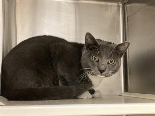 PASTRAMI - Domestic Short Hair available for adoption