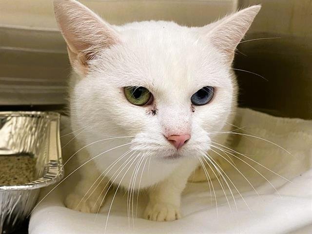 CAROLINE - Domestic Short Hair available for adoption