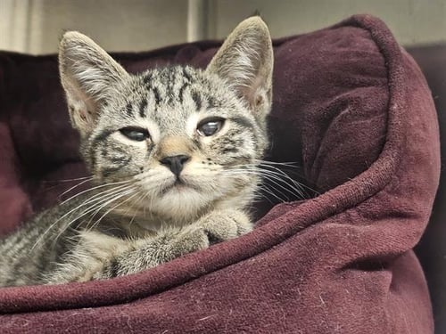 SQUID - Domestic Short Hair available for adoption