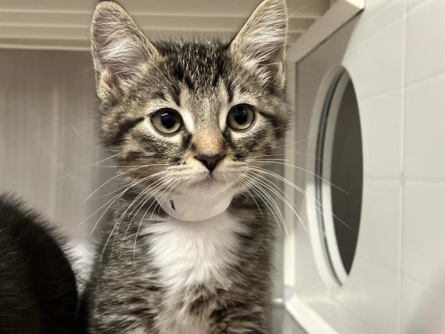 BOOTS - Domestic Short Hair available for adoption