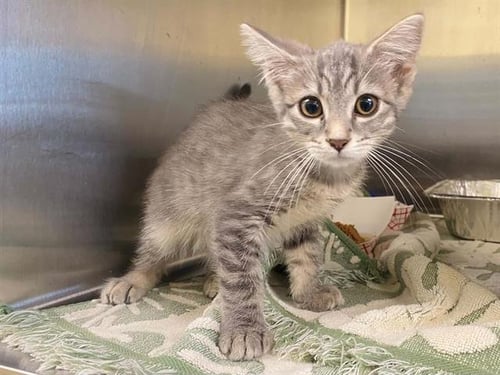 PHOEBE - Domestic Short Hair available for adoption