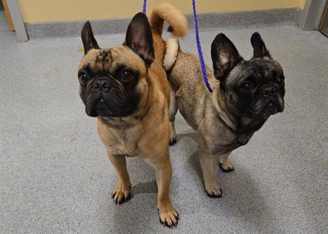 SUMMER - French Bulldog available for adoption