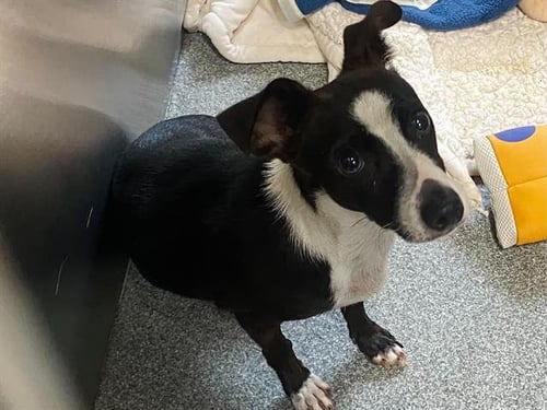 ARIANA - Smooth Fox Terrier available for adoption