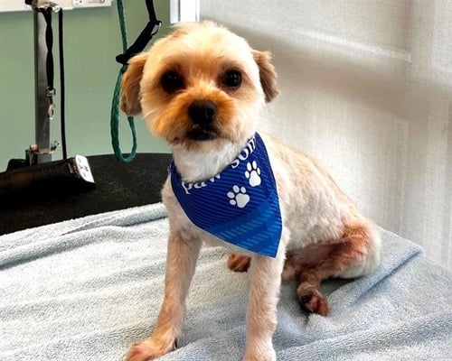 ORION - Yorkshire Terrier Yorkie / Shih Tzu available for adoption