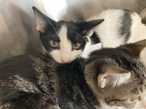 BAKLAVA - Domestic Short Hair available for adoption
