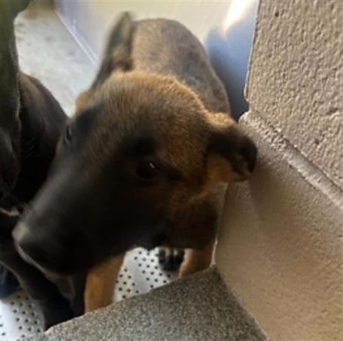 BAXTER - German Shepherd Dog / Belgian Shepherd Malinois available for adoption