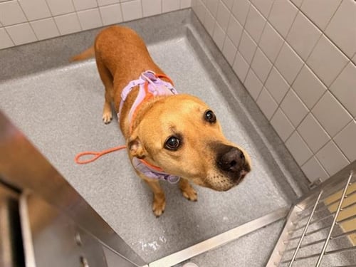 SUMMER - Labrador Retriever / Boxer available for adoption