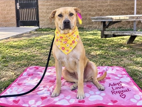 SUMMER - Labrador Retriever / Boxer available for adoption